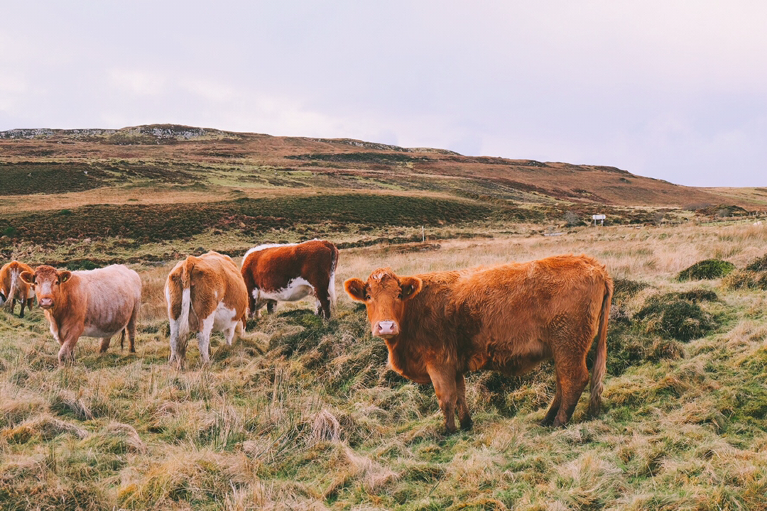 一副无害的模样